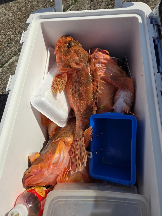 オニカサゴ・カンコ(ウッカリカサゴ)