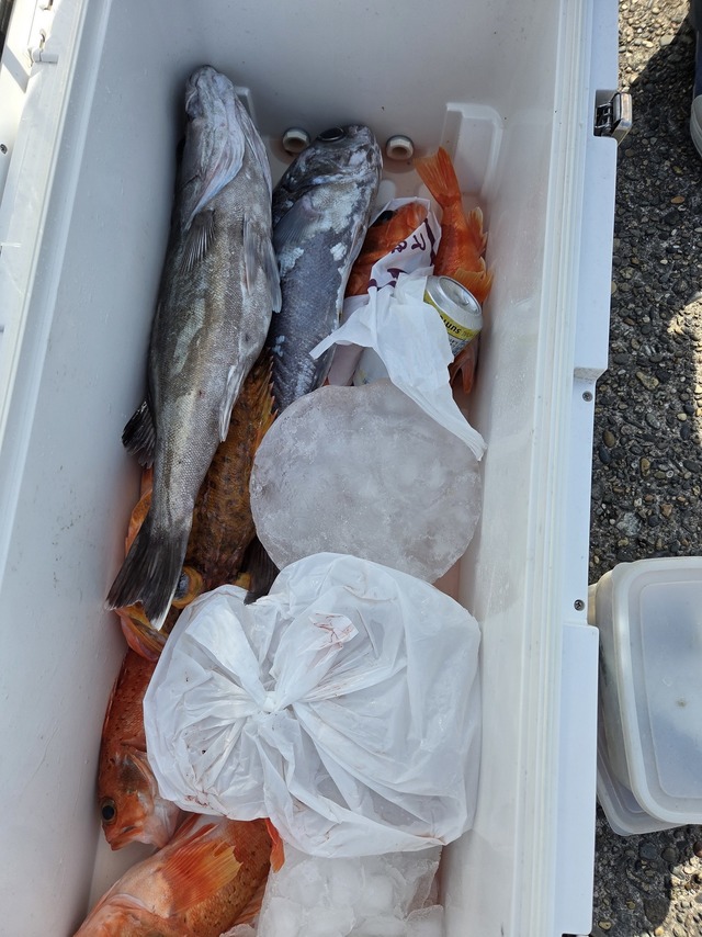 アラ・オニカサゴ・カンコ(ウッカリカサゴ)