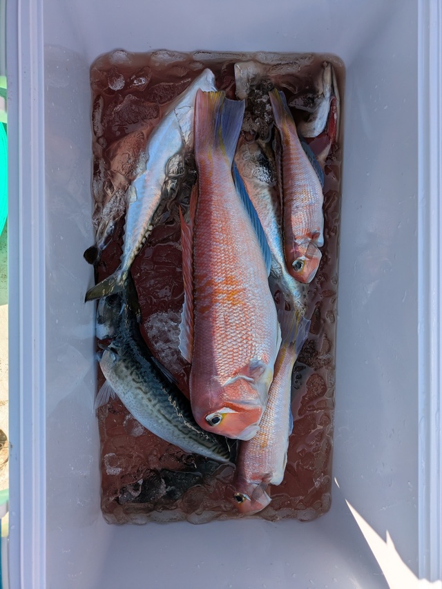 アマダイ(アカアマダイ)・サバ(マサバ)