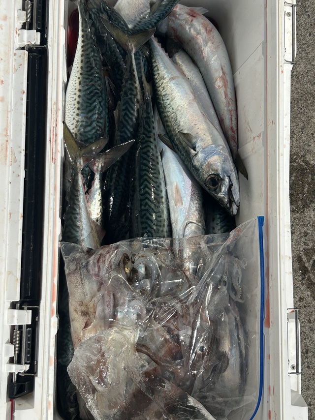 サバ(マサバ)・ヤリイカ