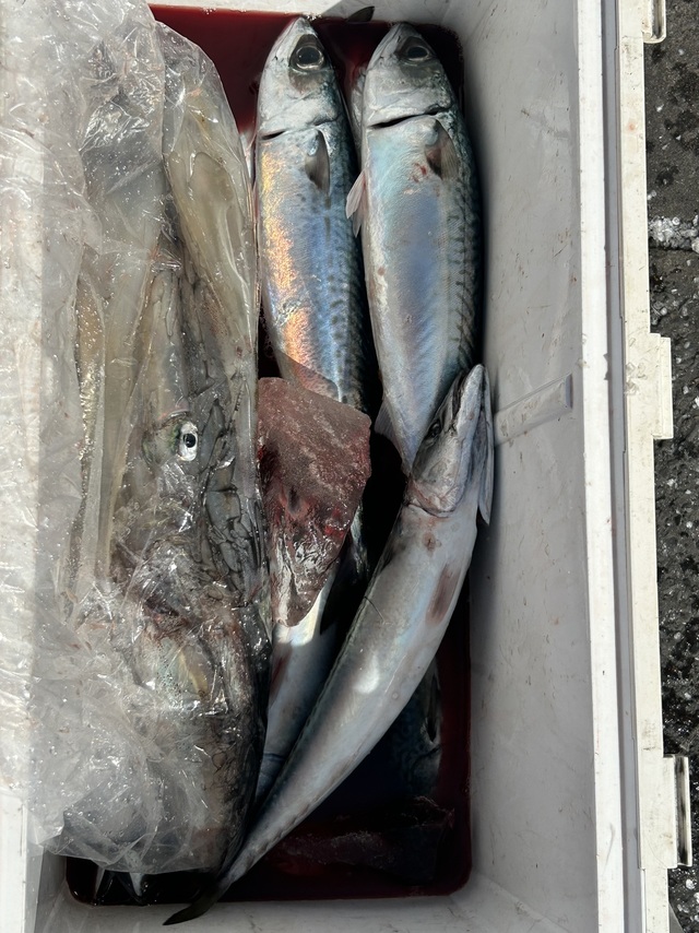 サバ(マサバ)・ヤリイカ