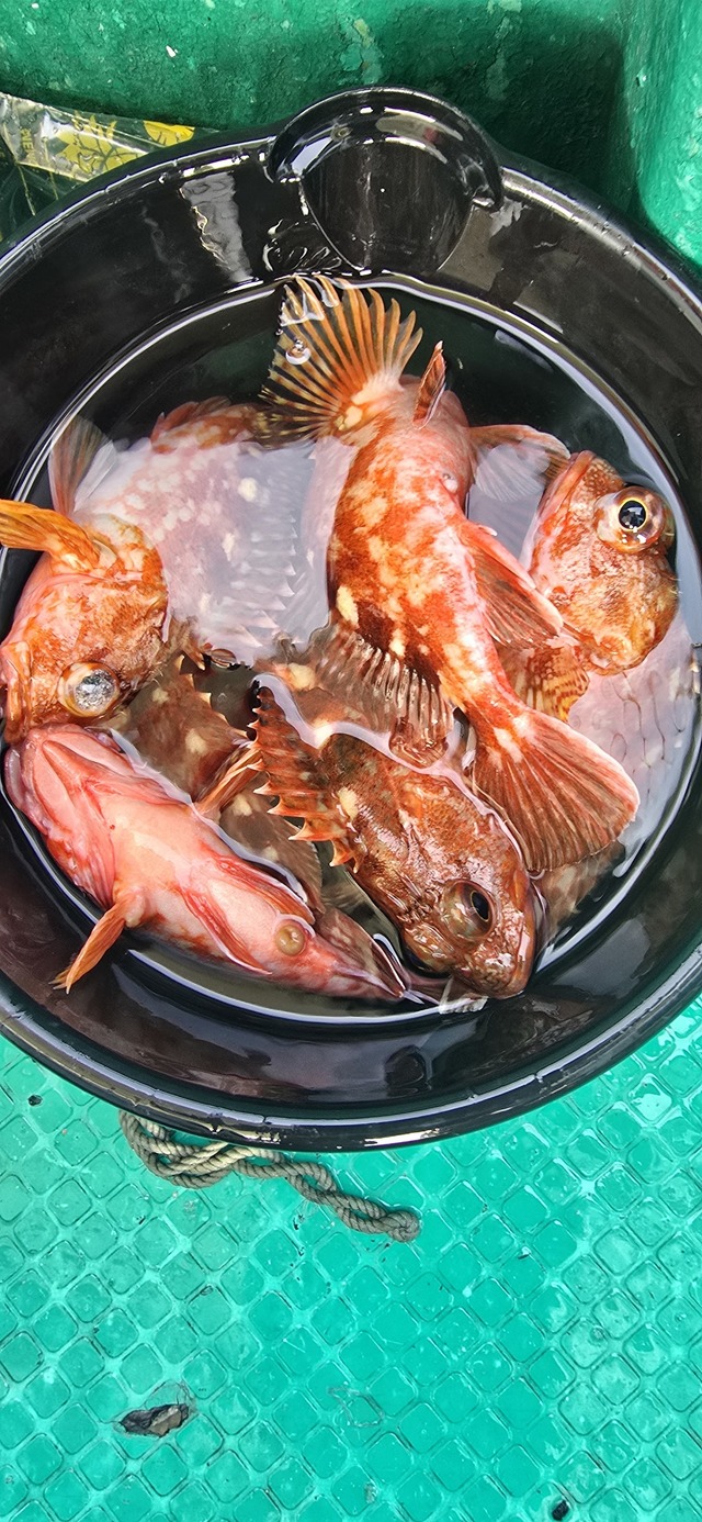 ガシラ(カサゴ)