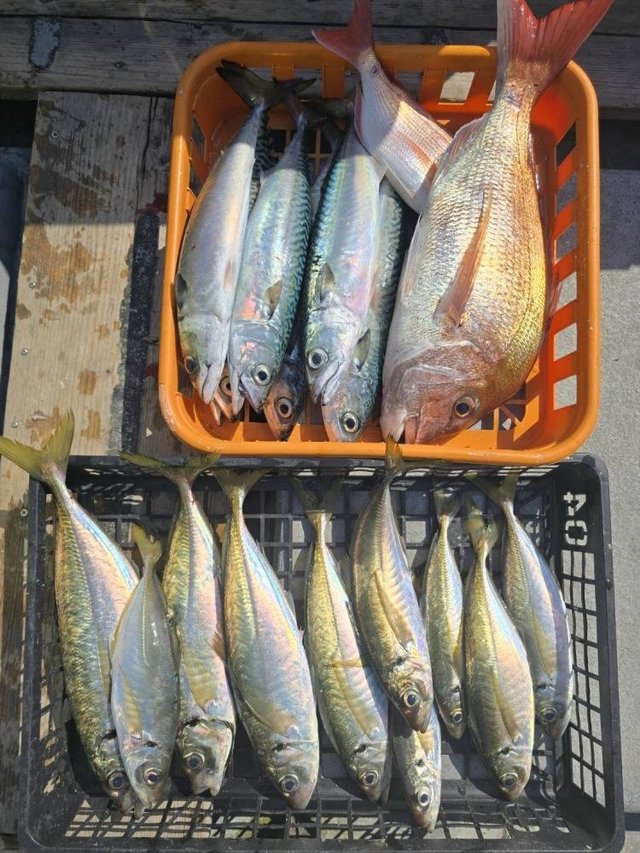 マダイ・アジ(マアジ)・サバ(ゴマサバ)