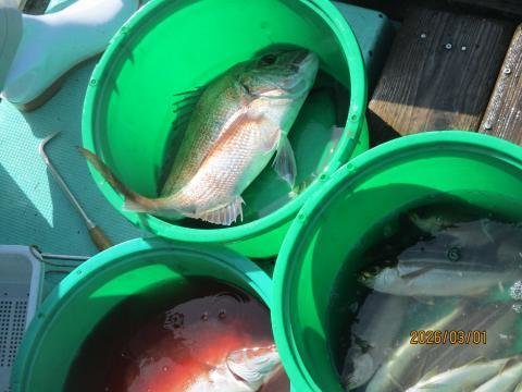 マダイ・イサキ