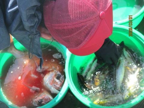 マダイ・イサキ