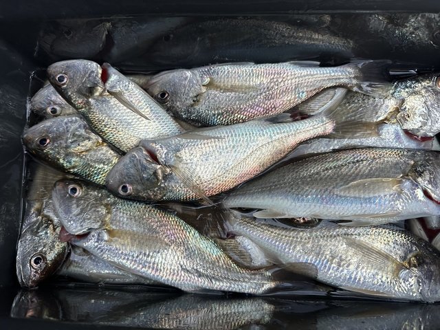 イシモチ(シログチ)