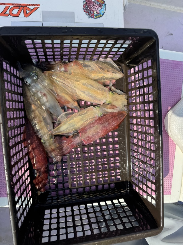 マルイカ(ケンサキイカ)