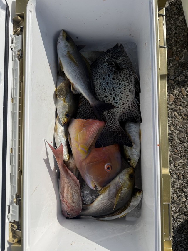 イサギ(イサキ)