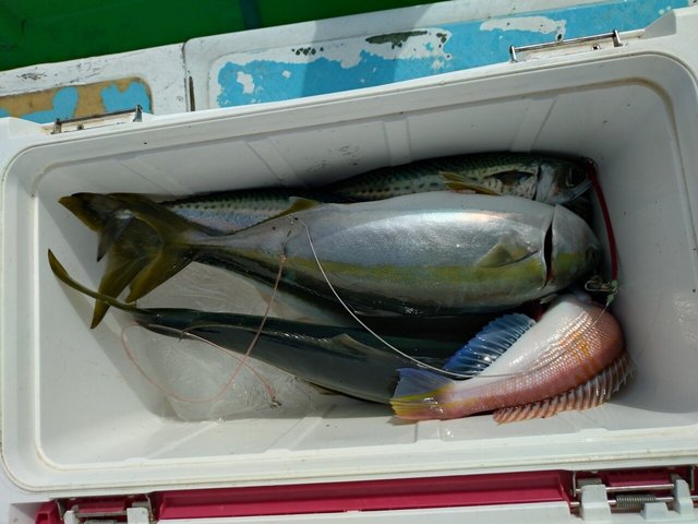 イナダ(ブリ)・アマダイ(アカアマダイ)・サバ(ゴマサバ)