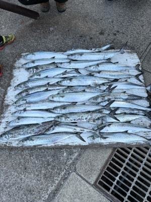 サゴシ(サワラ)・ヤナギ(ウスメバル)