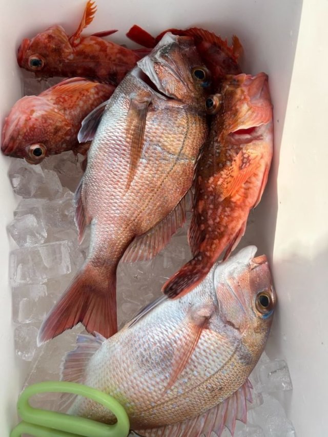 マダイ・アラカブ(カサゴ)