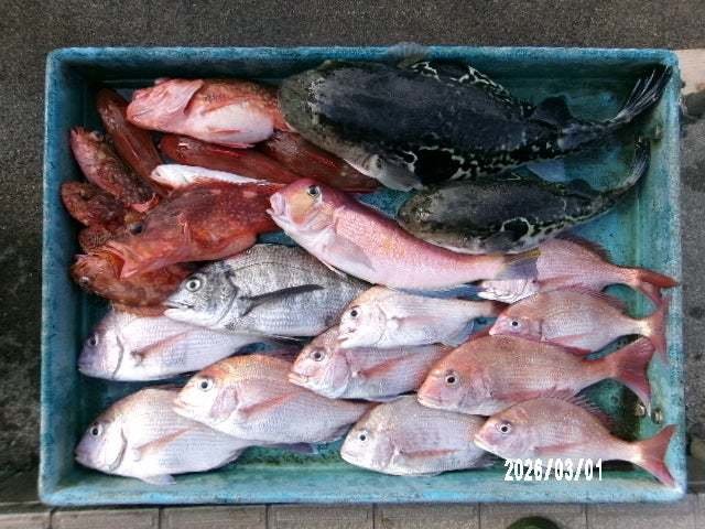 マダイ・アマダイ(アカアマダイ)・カサゴ・ホウボウ・トラフグ