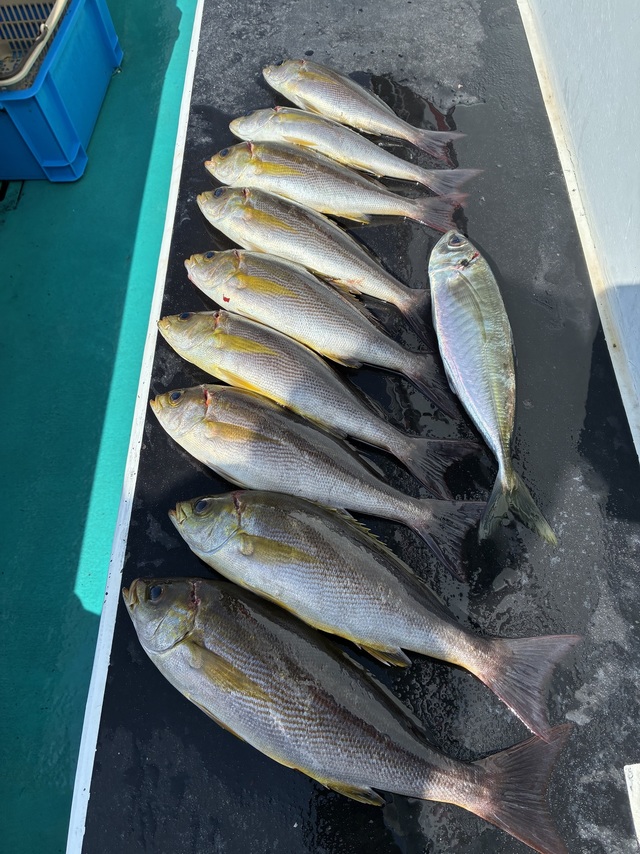 マアジ・イサギ(イサキ)