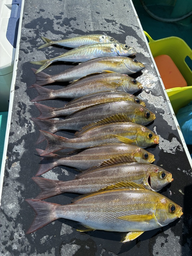 マアジ・イサギ(イサキ)