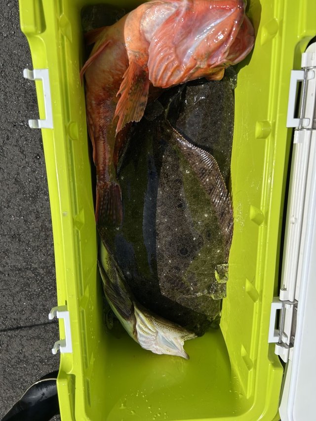 カンコ(ウッカリカサゴ)・ヒラメ