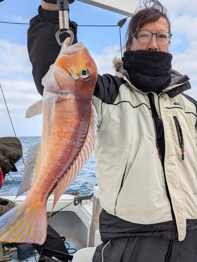 アマダイ(アカアマダイ)