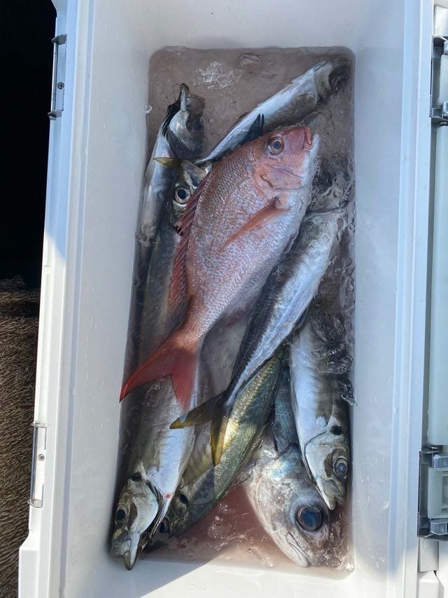 マダイ・アジ(マアジ)・メダイ