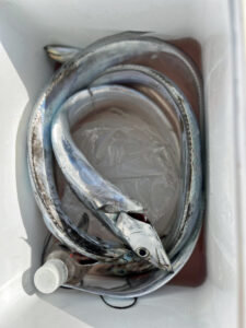 タチ(タチウオ)