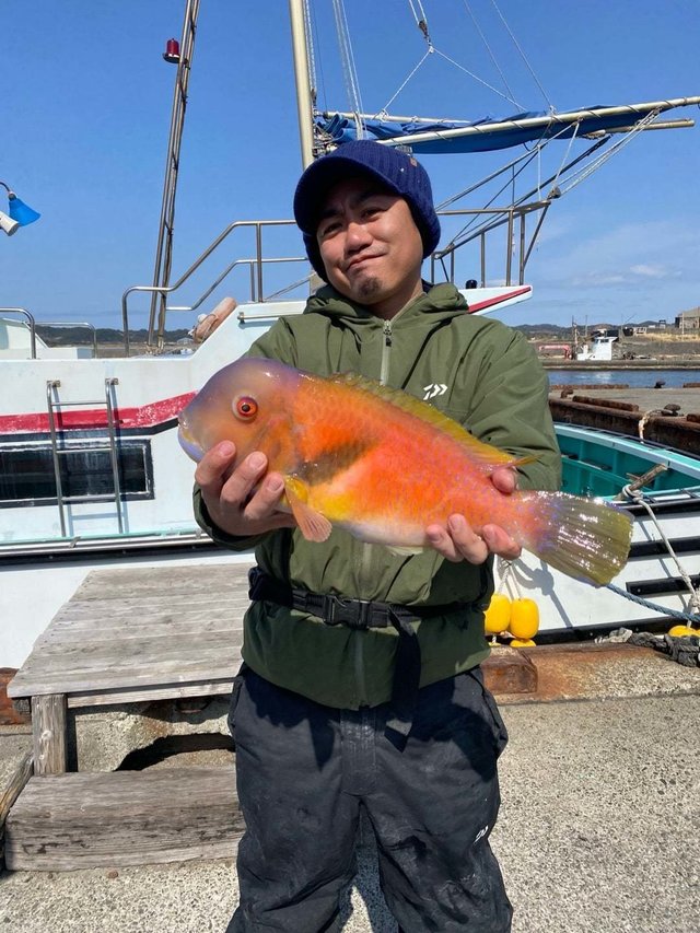 カンダイ(コブダイ)