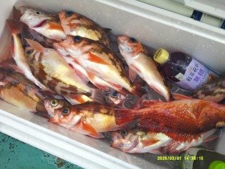 マゾイ(キツネメバル)