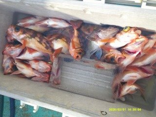 マゾイ(キツネメバル)