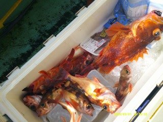 カサゴ・マゾイ(キツネメバル)