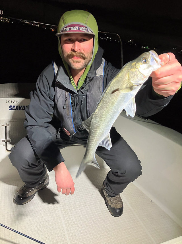 シーバス(スズキ)