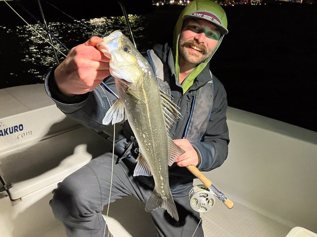 シーバス(スズキ)