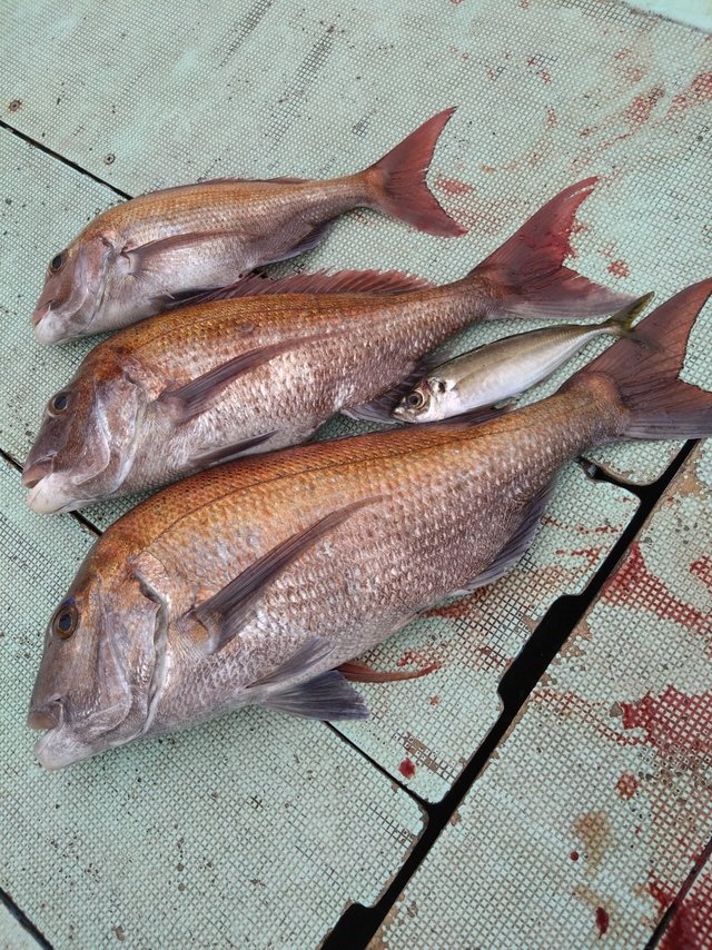 タイ(マダイ)・アジ(マアジ)