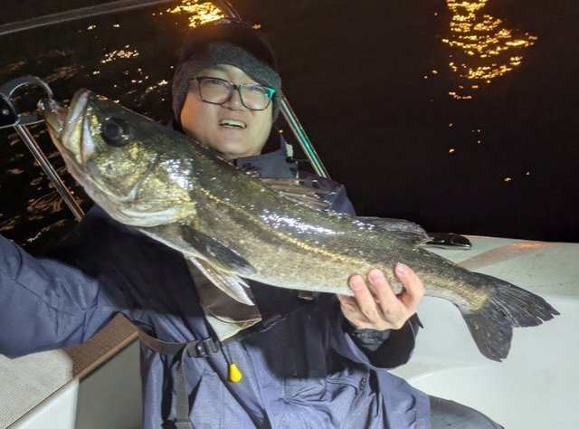 シーバス(スズキ)