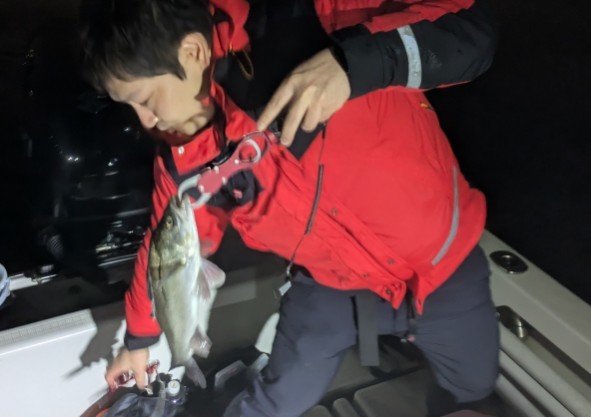 シーバス(スズキ)