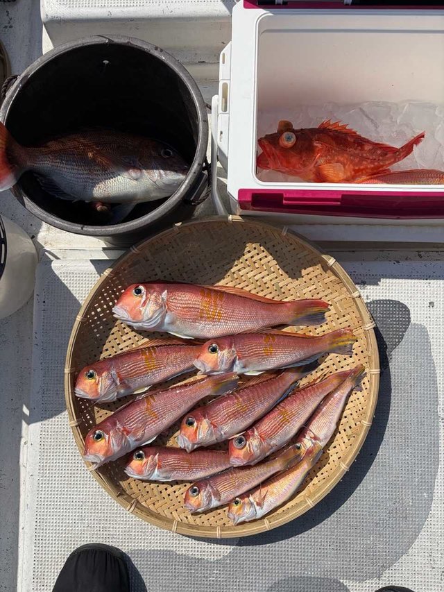 マダイ・アマダイ(アカアマダイ)・カンコ(ウッカリカサゴ)