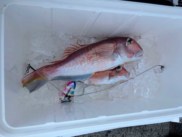 アマダイ(アカアマダイ)