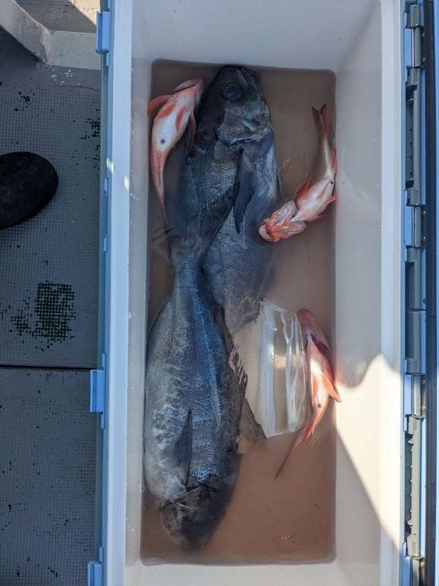 メダイ・メバル・ホッケ