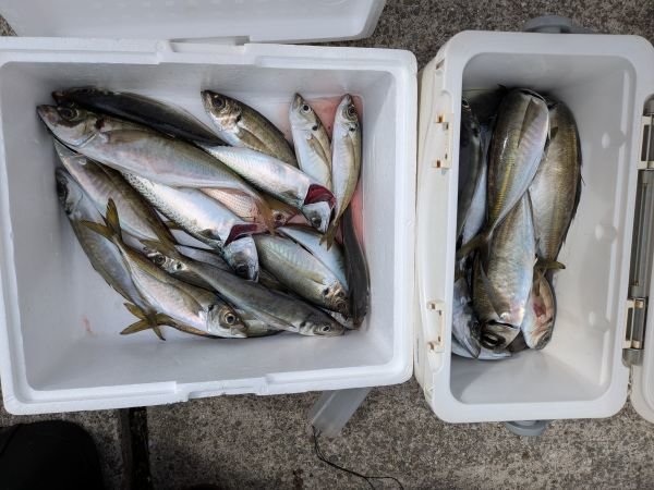 アジ(マアジ)・サバ(ゴマサバ)