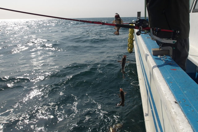 メバル(ウスメバル)