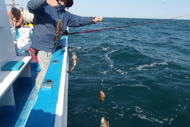 メバル(ウスメバル)