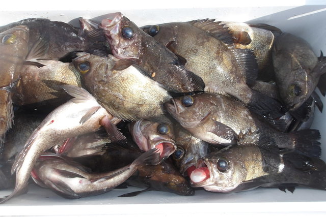 メバル(ウスメバル)