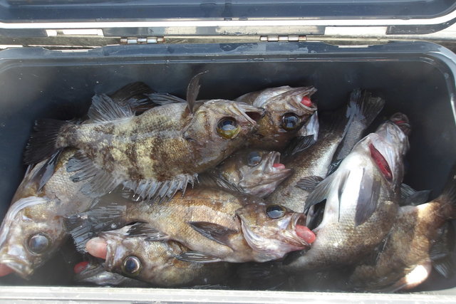 メバル(ウスメバル)