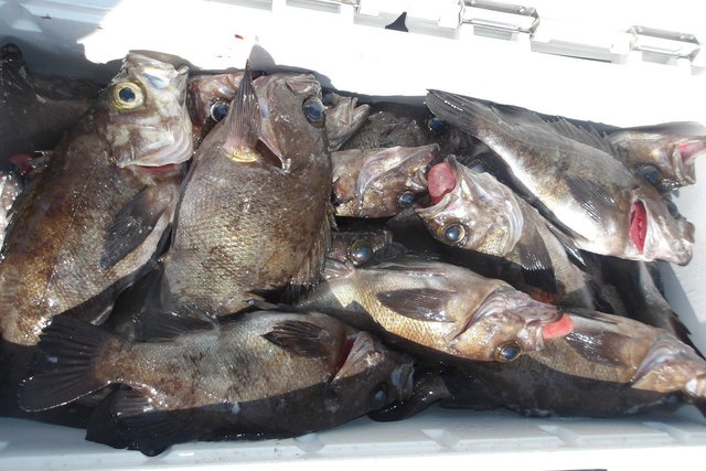 メバル(ウスメバル)