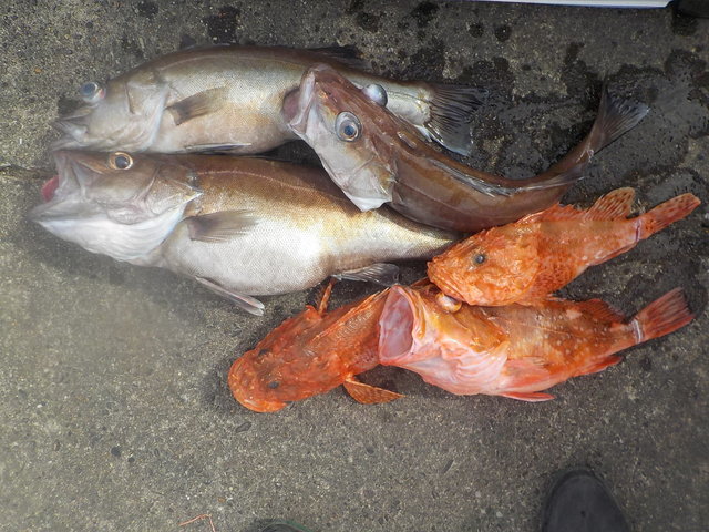 アラ・オニカサゴ・カンコ(ウッカリカサゴ)