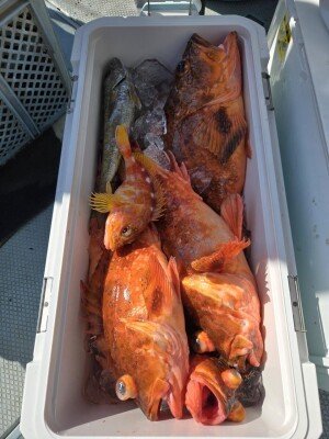 カンコ(ウッカリカサゴ)