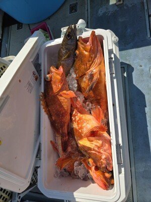 カンコ(ウッカリカサゴ)