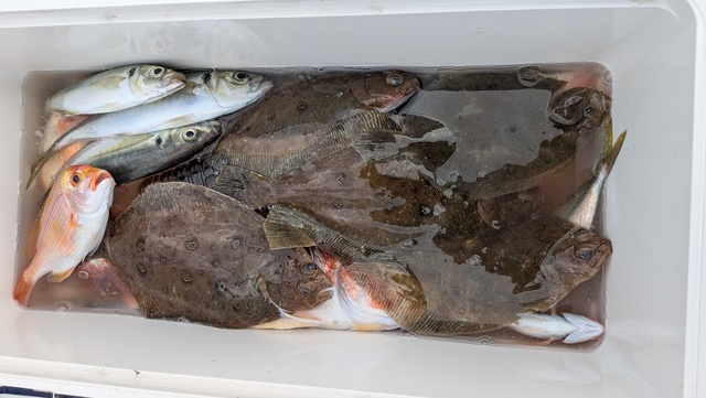 アジ(マアジ)・ムシガレイ