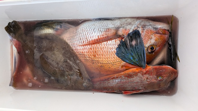 マダイ・ホウボウ