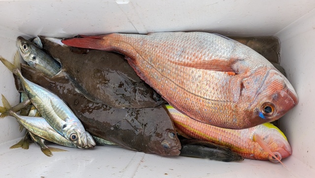 マダイ・アジ(マアジ)・ムシガレイ