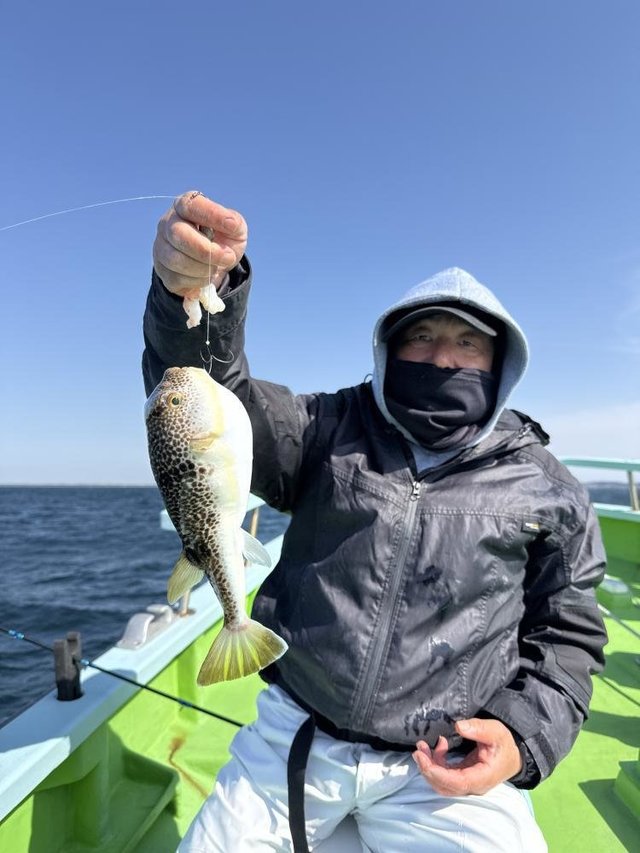 フグ(ショウサイフグ)