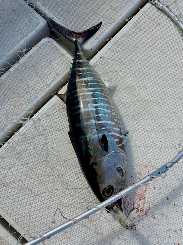 メジマグロ(クロマグロ)