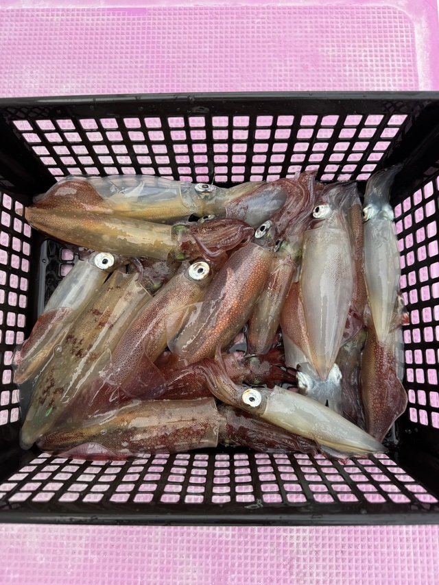 マルイカ(ケンサキイカ)