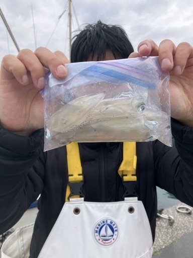 マルイカ(ケンサキイカ)